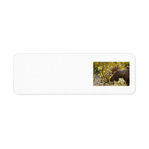 Noble Bull Moose Returadress Etikett