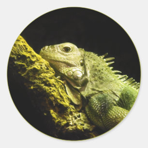 Noble Iguana Stickers Runt Klistermärke