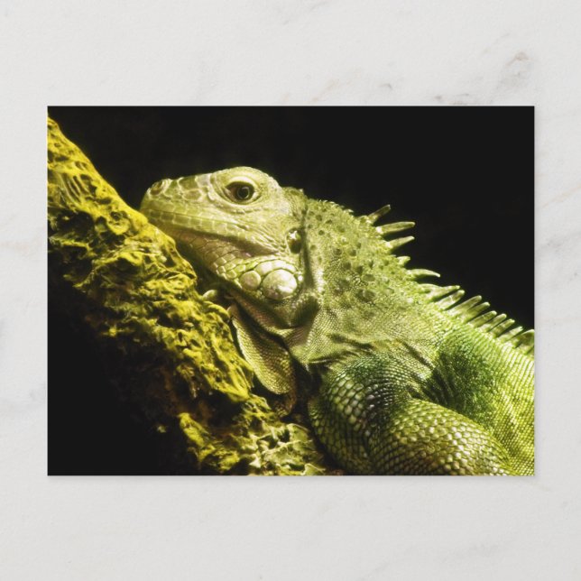 Noble Iguana vycard Vykort (Framsida)