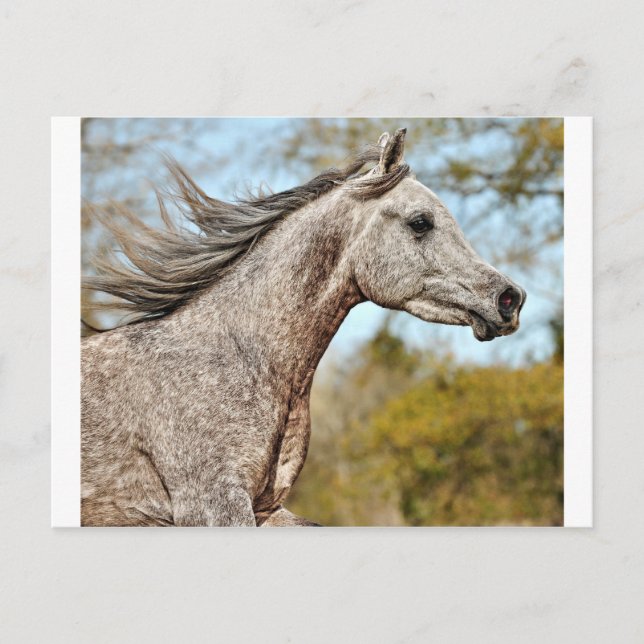 Noble och Proud Vykort (Framsida)