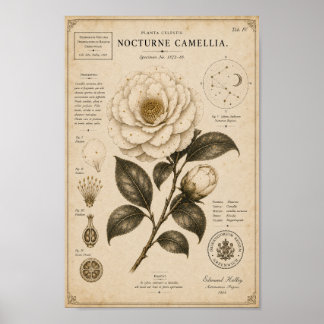 Nocturne Camellia Victorian Botanical Museum Tryck