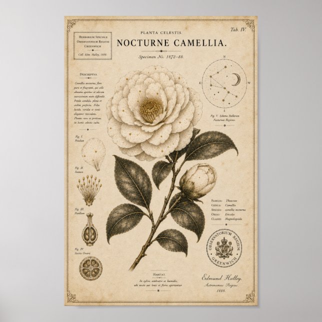 Nocturne Camellia Victorian Botanical Museum Tryck (Framsidan)
