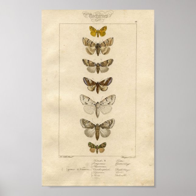 Nocturnes Specimen Poster (Framsidan)