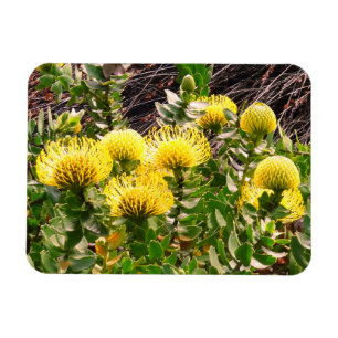 Nodding Pincushion Gult Bird #1 Magnet