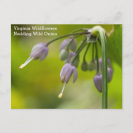 Nodding Vild Onion Virginia Wildblomvykort Vykort