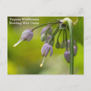 Nodding Vild Onion Virginia Wildblomvykort Vykort