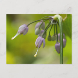 Noding Vild Onion Lila Wildblomma Postcard Vykort