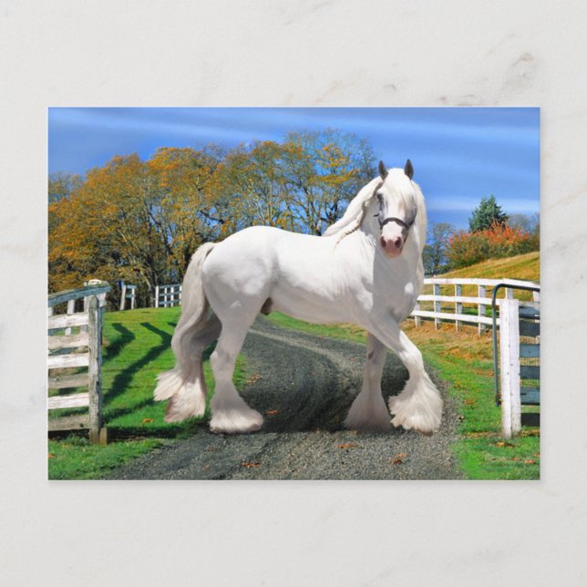 ’Noel in Splendor’ Vykort (Framsida)