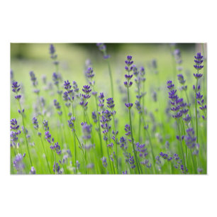 Noggrannhet i fråga om laveringsplantblomma fält fototryck