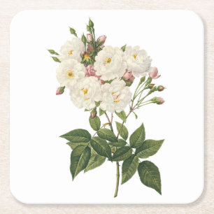  noisette ro (Rosa noisettiana) från Redouté Underlägg Papper Kvadrat