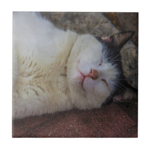 Nöjd katt som tillbaka sovar på henne kakelplatta