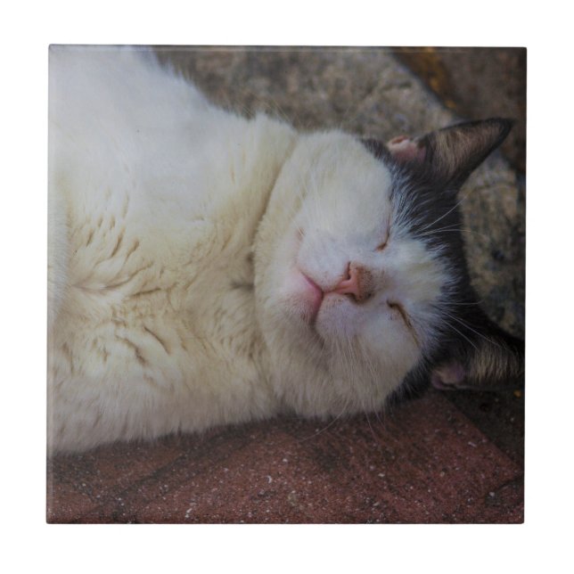 Nöjd katt som tillbaka sovar på henne kakelplatta (Framsidan)