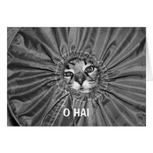 Nolla-Hai LOLcat kort