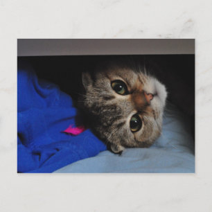 Noodlar katten i lådan vykort