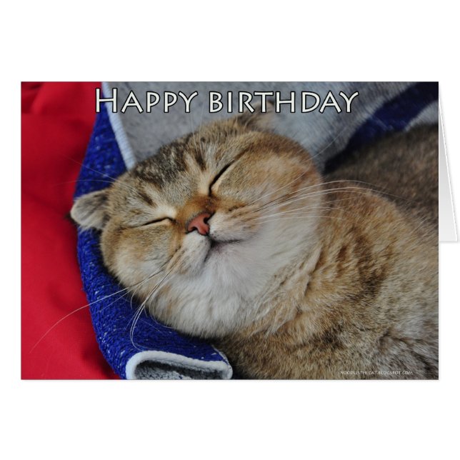 Noodles, den skotska feta katten sover hälsningskort (Framsidan Horizontal)