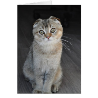 Noodles, Scottish Fold tittar oskyldig Hälsningskort