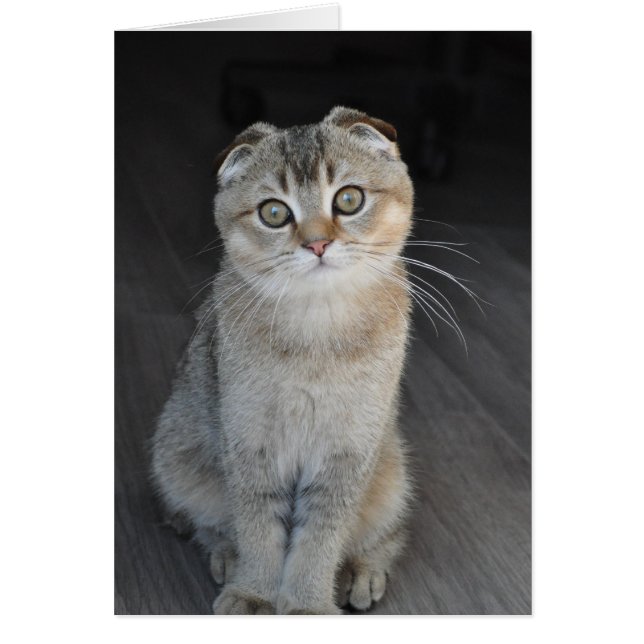 Noodles, Scottish Fold tittar oskyldig Hälsningskort (Framsidan)