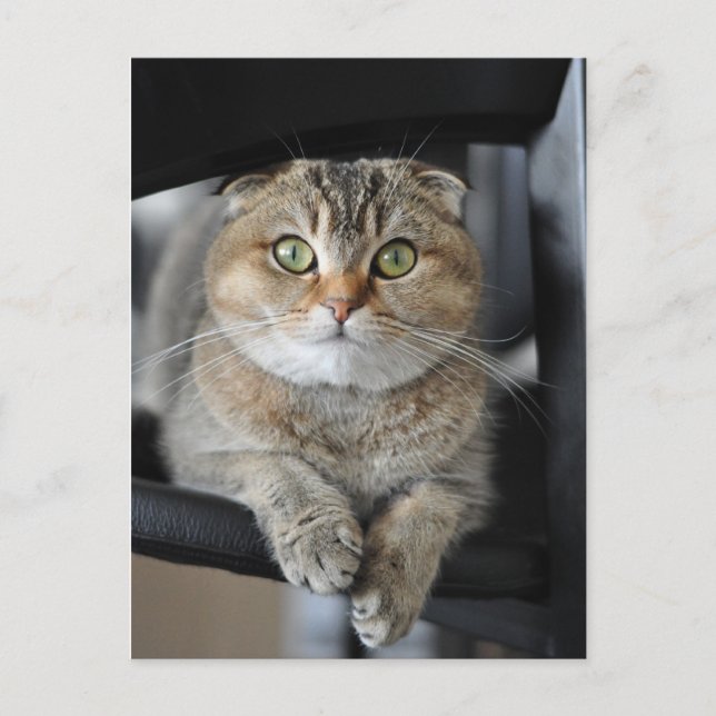 Noodles Vykort (Framsida)