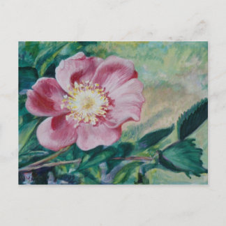 Nootka Ros ~ (Rosa nutkana) Vykort