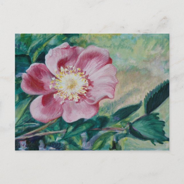 Nootka Ros ~ (Rosa nutkana) Vykort (Framsida)