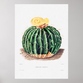 Nopal Teckning i en Cactus Flower Cactus Plant Ima Poster