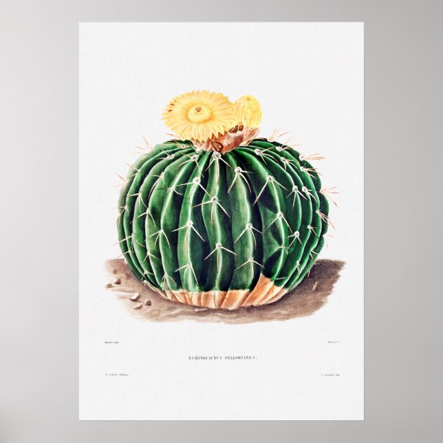 Nopal Teckning i en Cactus Flower Cactus Plant Ima Poster (Framsidan)