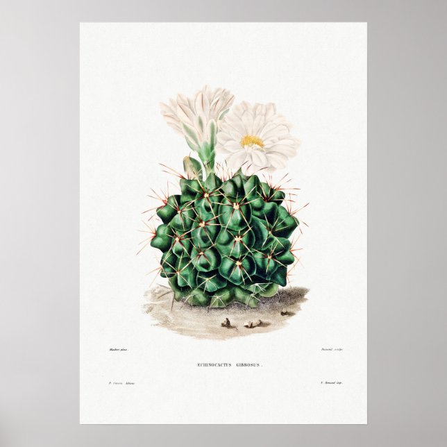 Nopal Teckning i en Cactus Flower Cactus Plant Ima Poster (Framsidan)