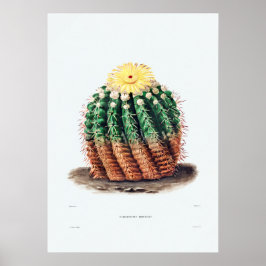 Nopal Teckning i en Cactus Flower Cactus Plant Ima Poster