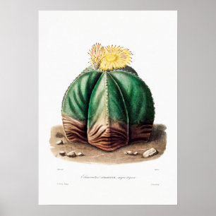 Nopal Teckning i en Cactus Flower Cactus Plant Ima Poster
