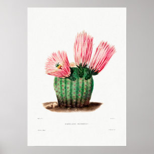 Nopal Teckning i en Cactus Flower Cactus Plant Ima Poster