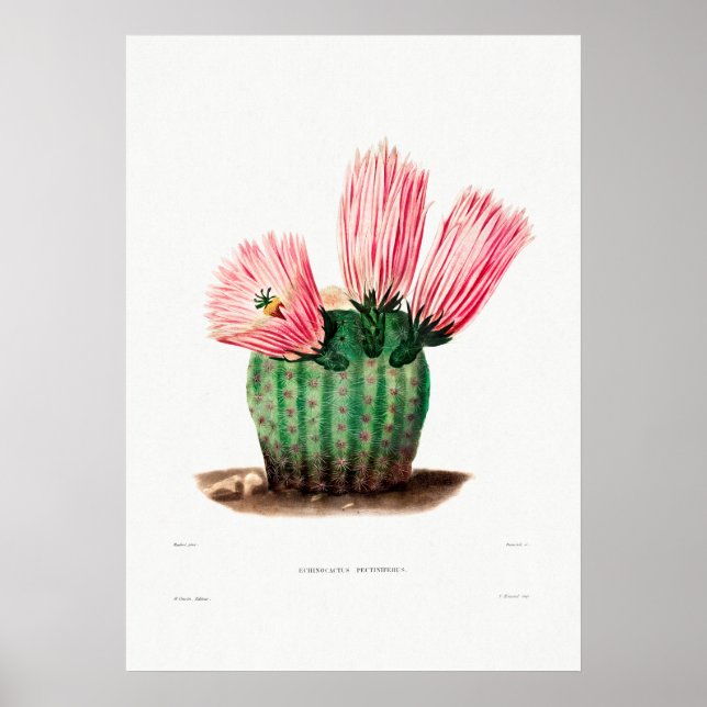 Nopal Teckning i en Cactus Flower Cactus Plant Ima Poster (Framsidan)