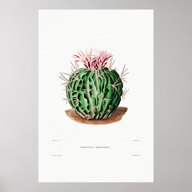 Nopal Teckning i en Cactus Flower Cactus Plant Ima Poster (Framsidan)
