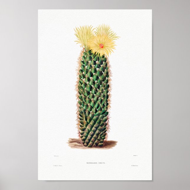 Nopal Teckning i en Cactus Flower Cactus Plant Ima Poster (Framsidan)