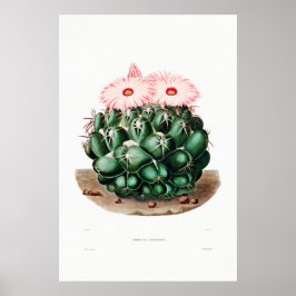 Nopal Teckning i en Cactus Flower Cactus Plant Ima Poster