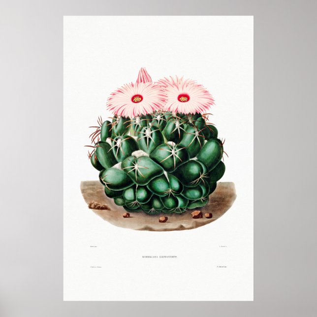 Nopal Teckning i en Cactus Flower Cactus Plant Ima Poster (Framsidan)