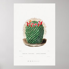 Nopal Teckning i en Cactus Flower Cactus Plant Ima Poster