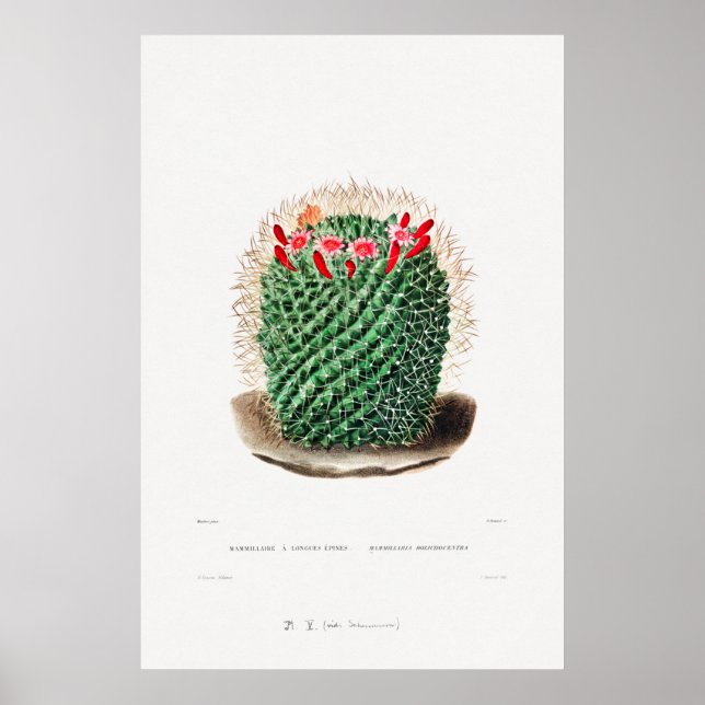 Nopal Teckning i en Cactus Flower Cactus Plant Ima Poster (Framsidan)