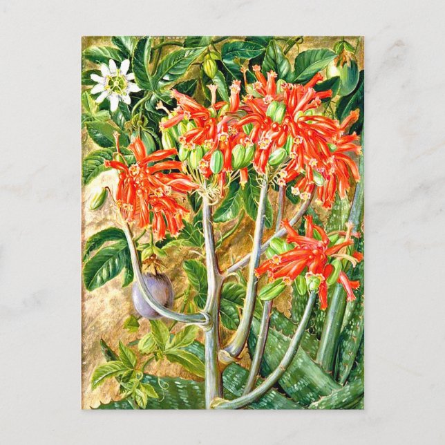 Nord - Aloe och Passionblomma, Sydafrika, Vykort (Framsida)