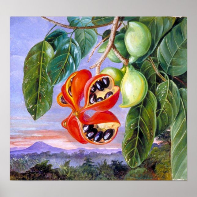 Nord - Lövverk och frukt av Sterculia Parviflora Poster (Framsidan)
