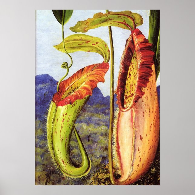 Nord - Nepenthes Iana 1876 Poster (Framsidan)
