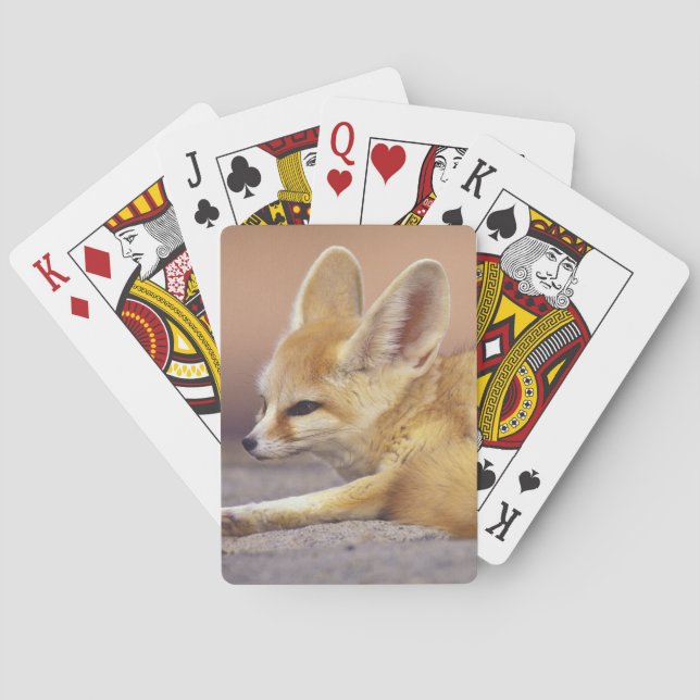 Nordafrika. Fennec Fennecus zerda) Kortlek (Baksidan)