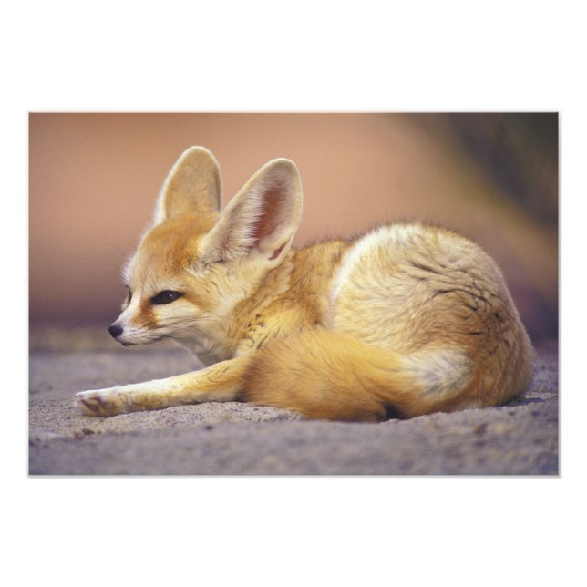 Nordafrika. Ökenräv (Fennecus zerda) Fototryck (Framsidan)