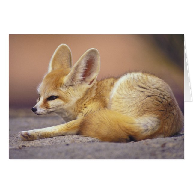 Nordafrika. Ökenräv (Fennecus zerda) Hälsningskort (Framsidan Horizontal)