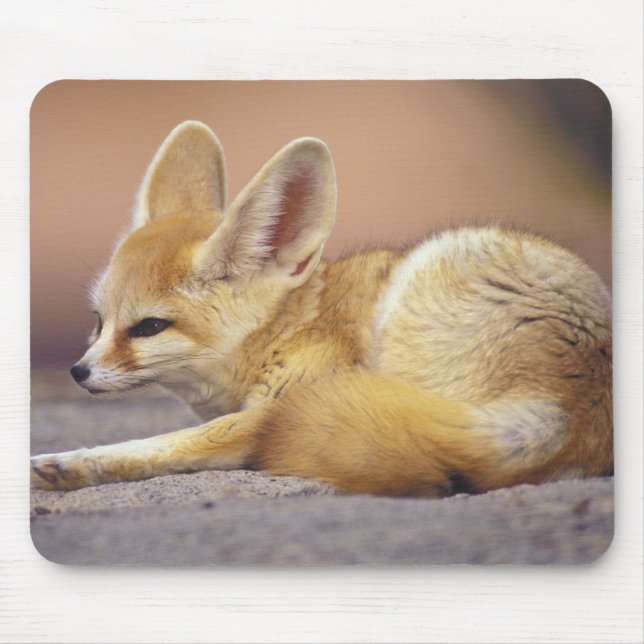 Nordafrika. Ökenräv (Fennecus zerda) Musmatta (Framsidan)