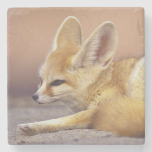 Nordafrika. Ökenräv (Fennecus zerda) Stenunderlägg
