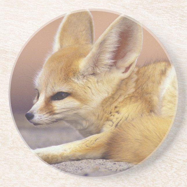 Nordafrika. Ökenräv (Fennecus zerda) Underlägg Sandsten (Framsidan)