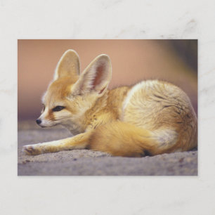 Nordafrika. Ökenräv (Fennecus zerda) Vykort