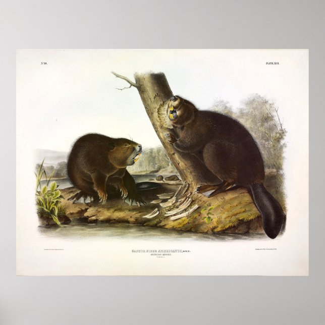 Nordamerika Beaver, Castor canadensis - Audubon Poster (Framsidan)