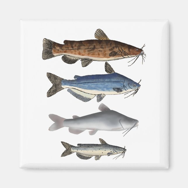 Nordamerika Catfish Group Magnet (Framsidan)