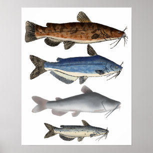 Nordamerika Catfish Group Poster